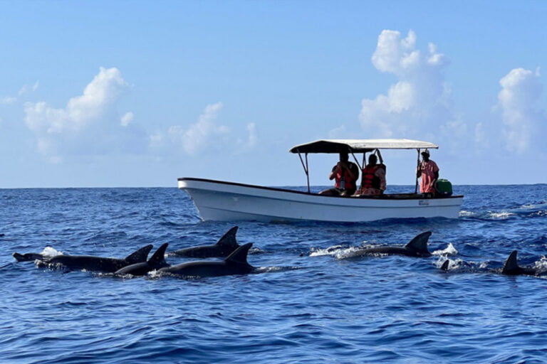 Dolphine-Tour